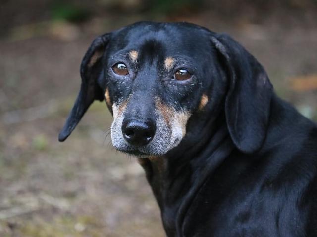 Thế giới - Đài Loan: Nhóm lao động Việt bị phạt gần 800 triệu đồng vì ăn thịt chó