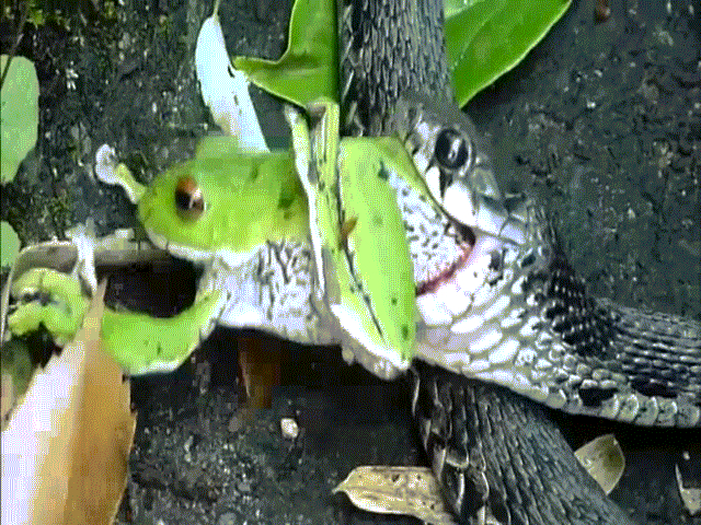Video: Ếch xanh dùng chiêu độc khiến rắn vật lộn thế nào cũng không nuốt được mình