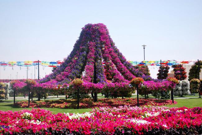 Bên trong vườn hoa lớn nhất thế giới nằm giữa sa mạc có gì đặc biệt? - 7