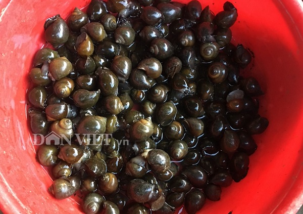 Ốc bươu vàng&nbsp;thường sinh sống ở các ao, hồ, sông, suối...