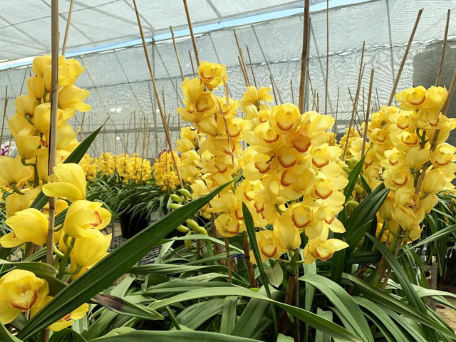 Thị trường - Tiêu dùng - Nắng đẹp, hoa "cười", người trồng địa lan Đà Lạt "khóc"