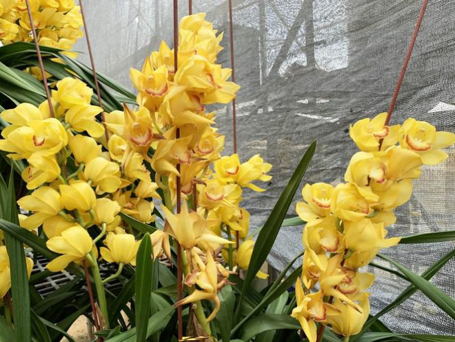 Nhiều chậu hoa đã bắt đầu úa tàn.