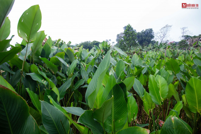 Nổi tiếng xa gần, là nơi chuyên trồng lá dong phục vụ nhân dân ngày Tết, thôn Tràng Cát, xã Kim An (huyện Thanh Oai, Hà Nội) hiện nay có tổng diện tích hơn 20 ha đang trồng lá dong.