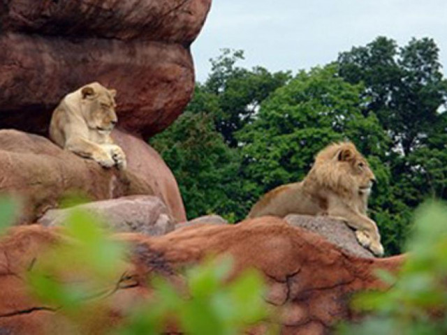 Du lịch - 10 vườn thú nên tham quan một lần khi đi du lịch có gì đặc biệt?