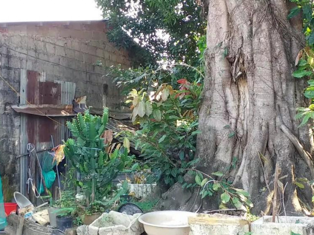 Tin tức trong ngày - Bó tay với ba cây "quái thú" bị bỏ rơi ở Huế