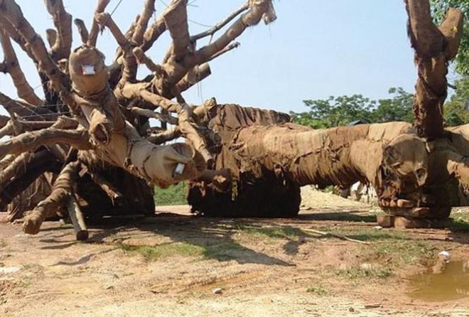 Những cây "quái thú" này từng bị CSGT Thừa Thiên Huế chặn giữ do vi phạm quá khổ quá tải và không rõ nguồn gốc xuất xứ