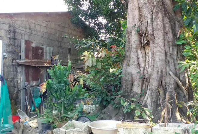 Chủ đất lo sợ cây cổ thụ đô sập vào nhà đè chết người. Trong khi, chính quyền thị xã Hương Thủy cho rằng, thẩm quyền giải quyết tài sản cá nhân không thuộc cơ quan này