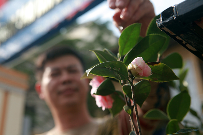 Chủ nhân cho biết, để có được những cây hồng trà mini ra hoa đẹp như vậy phụ thuộc vào độ may rủi bởi hồng trà mini ra hoa khó hơn nhiều lần cây quất.
