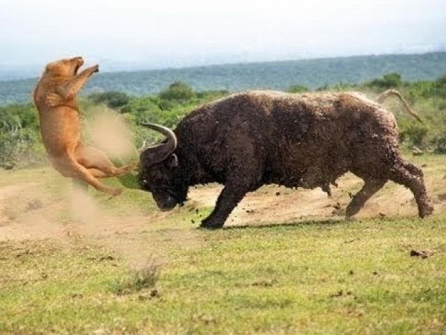 Media - Những cái kết đau đớn của sư tử khi "bám trụ" trên lưng trâu rừng