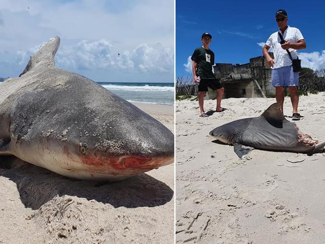 Phi thường - kỳ quặc - Cá mập bị đứt nửa thân, du khách sốc vì tin do "quái vật khủng hơn" xé xác