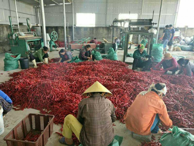 Hiện nay VN đang xuất nhiều mặt hàng sang TQ như rau quả, cà phê, gạo, thủy sản… Trong ảnh: Sơ chế ớt trước khi xuất khẩu sang TQ tại HTX Nông lâm nghiệp Hà Giang. Ảnh: HỒNG NGUYỄN.