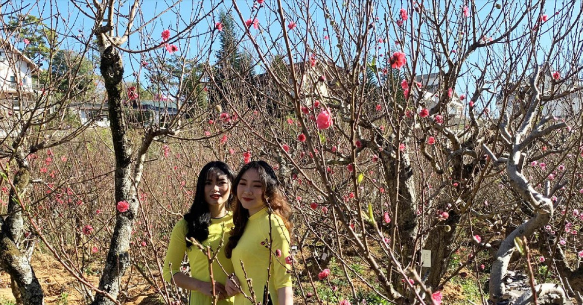 Đào ”má hồng” Đà Lạt hàng chục triệu đồng vẫn đắt hàng
