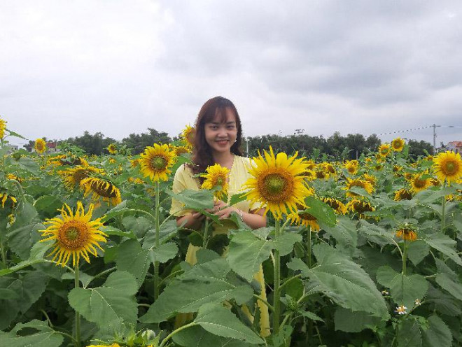 Những ngày cuối tuần các bạn trẻ Quảng Nam, Đà Nẵng náo nức kéo về vườn hoa hướng dương ở xã Điện Phương, thị xã Điện Bàn, tỉnh Quảng Nam để check in.