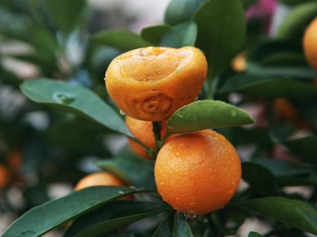 Thị trường - Tiêu dùng - Quất mini có hình "lạ", giá hơn nửa triệu đồng/chậu vẫn hút khách dịp Tết