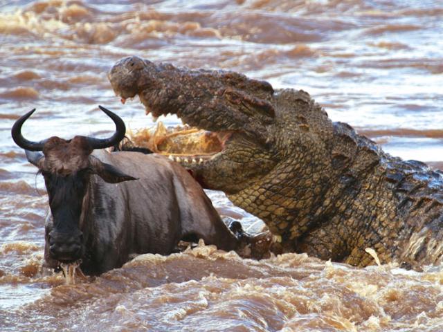 Media - Cá sấu tung cú đớp "sấm sét", cắn nát đầu linh dương rồi quật ngã xuống bùn