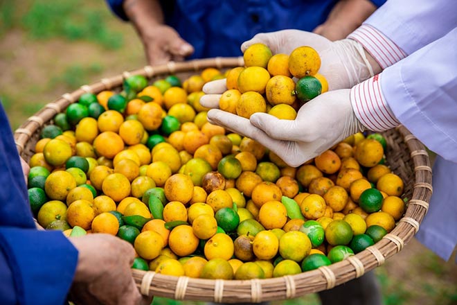 Quất dược liệu tại Vùng trồng đạt tiêu chuẩn GACP-WHO của Ích Nhi ở Nam Định đảm bảo sạch và có hàm lượng dược chất cao ổn định.