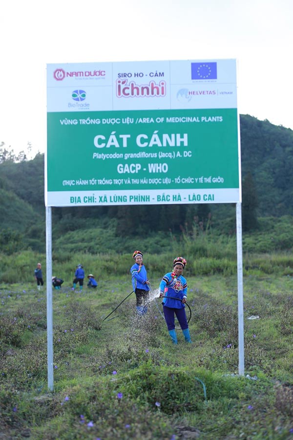 Vùng trồng Cát cánh tại Bắc Hà – Lào Cai của Ích Nhi luôn cho hoạt chất cao, vượt mức Dược Điển Việt Nam 5.