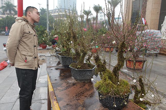 Tại đường Lạc Long Quân (Tây Hồ) mới xuất hiện những cây nhất chi mai có nguồn gốc từ Sa Pa. 