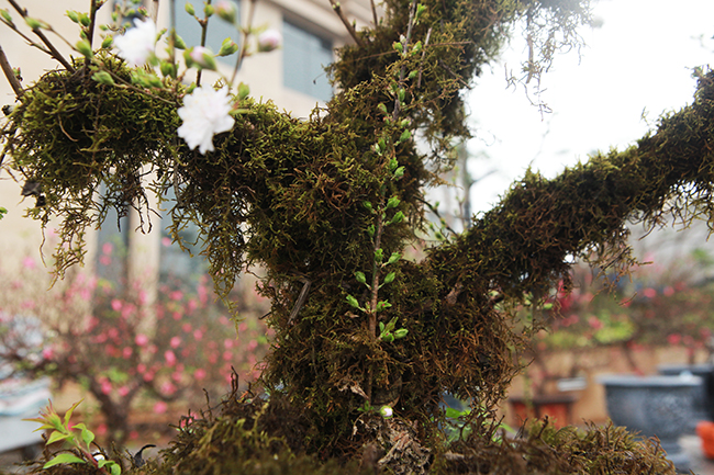 Khắp thân cây được nhà vườn phủ một lớn rêu xanh tạo thêm vẻ đẹp cổ kính cho các gốc mai.