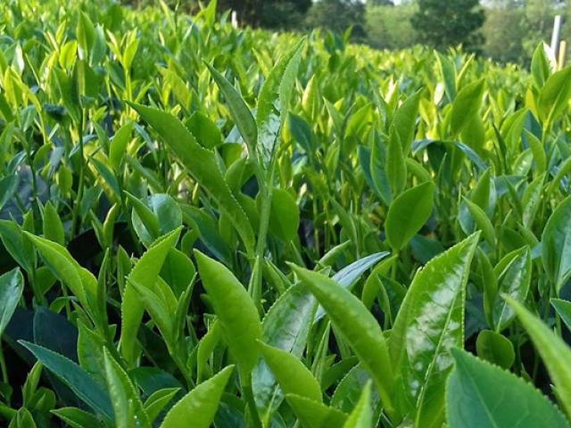 Thị trường - Tiêu dùng - Loại trà có giá 5 triệu/kg, chưa đến Tết đã “cháy” hàng