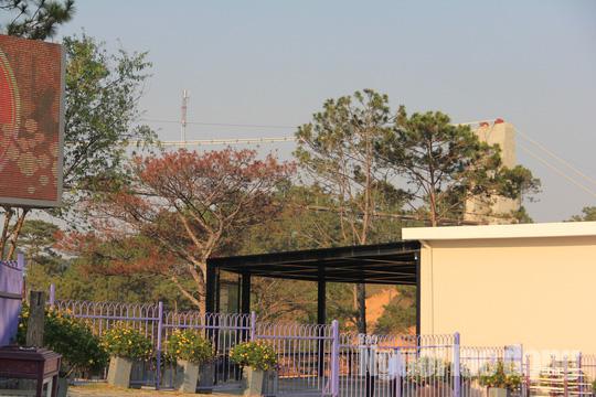 Cây thông to lớn chết khô ngay công trình không phép.