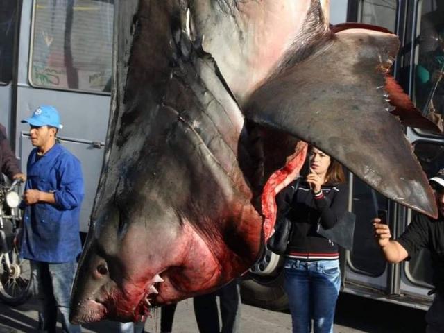Phi thường - kỳ quặc - Cá mập trắng "khủng" bị treo ngược khiến nhiều người xôn xao