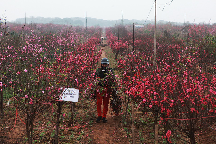 Khoảng 10 ngày nữa là đến Tết Nguyên đán&nbsp;2020, đây chính là thời gian bận rộn nhất trong năm của người dân làng đào Nhật Tân (Tây Hồ, Hà Nội). Khắp làng, đâu đâu cũng thấy màu đỏ của hoa đào.
