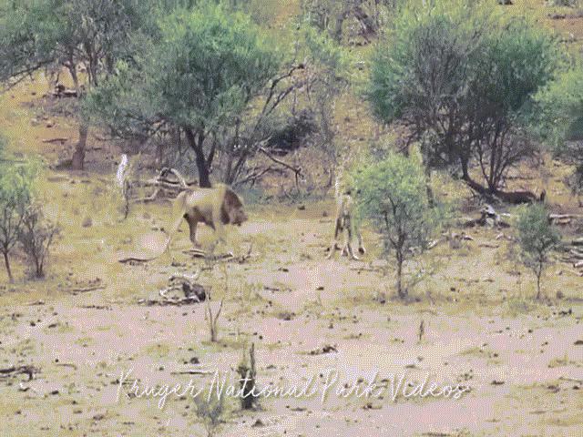 Thế giới - Video: Lạc bước vào lãnh địa của kẻ thù, sư tử già bị hành hạ thừa sống thiếu chết