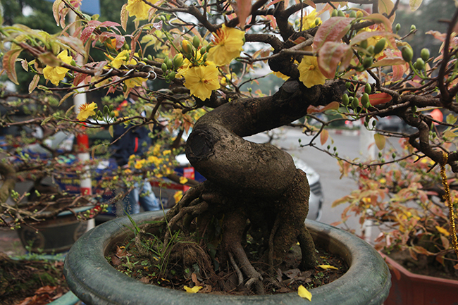 Để tạo dáng một cây mai bonsai có khi mất cả 10 năm,. cây mai giá trị ở tuổi thọ và dáng cây