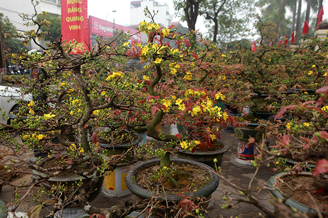 Theo chủ vườn mai, ngày càng nhiều người Hà Nội thích chơi mai cảnh khi dịp Tết đến, xuân về bên cạnh việc lựa chọn cây đào, cây quất quen thuộc.