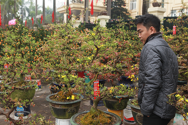 Người dân thủ đô “mê mẩn” trước sắc vàng của hoa mai Bình Định.