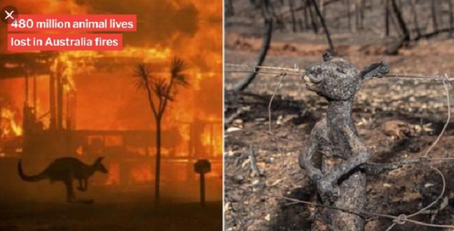 Ước tính 480 triệu sinh vật biến mất&nbsp;trong thảm họa cháy rừng ở Úc.