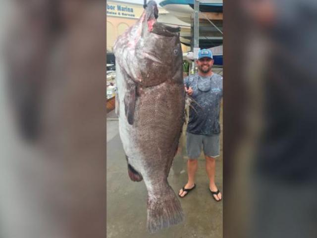 Phi thường - kỳ quặc - Bắt được cá mú "thành tinh" 50 tuổi, nặng tới 160kg