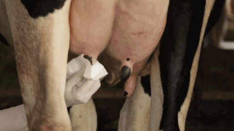 Muốn nuôi con khỏe, học mẹ chọn sữa tươi chuẩn Hà Lan không dư lượng kháng sinh - 1