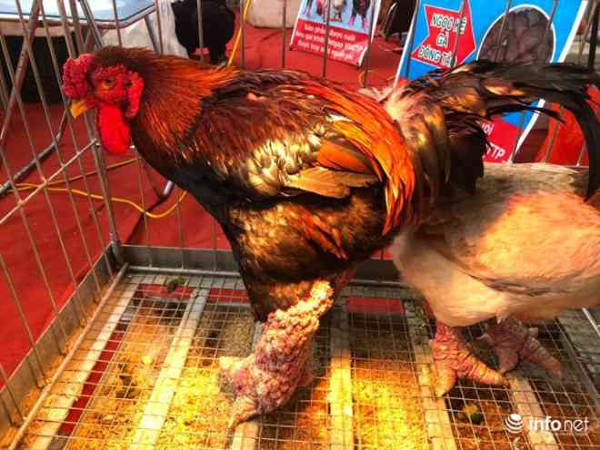 Gà Đông Tảo trưởng thành có thể nặng hơn 6kg đối với gà trống và 4kg/con với gà mái.&nbsp;