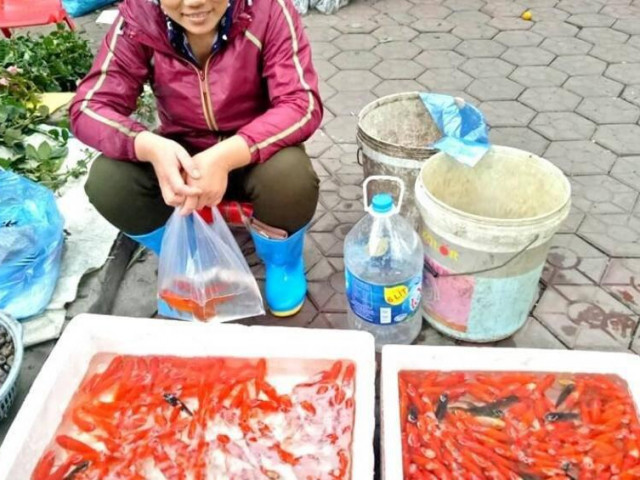 Thị trường - Tiêu dùng - Xuất hiện nhiều loại cá "lạ" cúng ông Công ông Táo, chép vàng ế ẩm