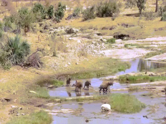 Thế giới - Video: Đàn linh cẩu cướp mồi của sư tử cái, sợ hãi bỏ chạy khi thấy chúa sơn lâm