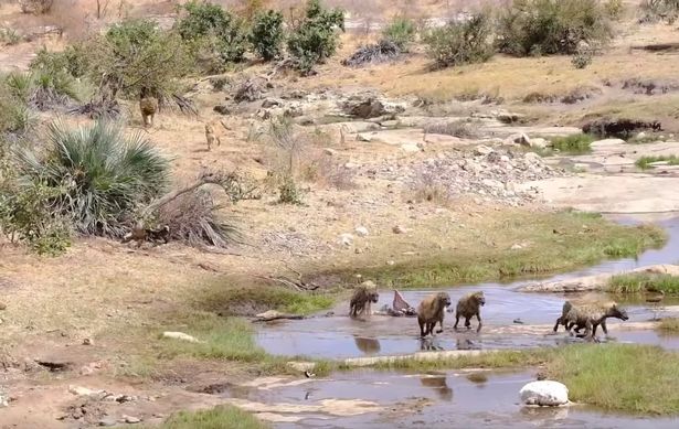 Đàn linh cẩu bỏ chạy khi thấy sư tử lao đến.