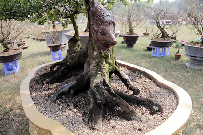 Những ngày qua, nhiều người thích thú khi trông thấy một cây khế lạ xuất hiện tại Hội chợ hoa xuân Phú Mỹ Hưng (quận 7, TP.HCM). Cây kiểng độc đáo này có hình dáng như một chú chuột, đặc biệt là cái đầu được tạo hình rất rõ nét.