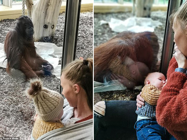 Bạn trẻ - Cuộc sống - Đười ươi buồn bã nhìn bà mẹ cho con bú và câu chuyện phía sau khiến ai cũng quặn lòng