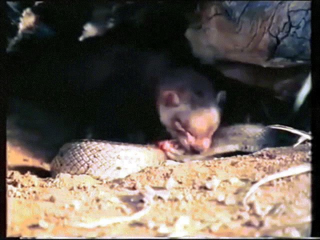 Thế giới - Video: Rắn cả gan chui vào hang ăn thịt chồn và cái kết đắng