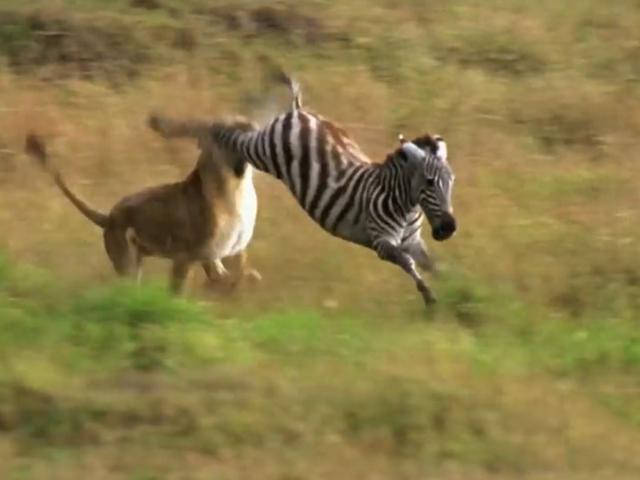 Media - Ngựa vằn tung cú đá hậu "thần sầu" khiến sư tử phải trả giá