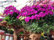 Thị trường - Tiêu dùng - Chiêm ngưỡng chuột Canh Tý &quot;cõng&quot; lan hồ điệp khủng giá 120 triệu đồng