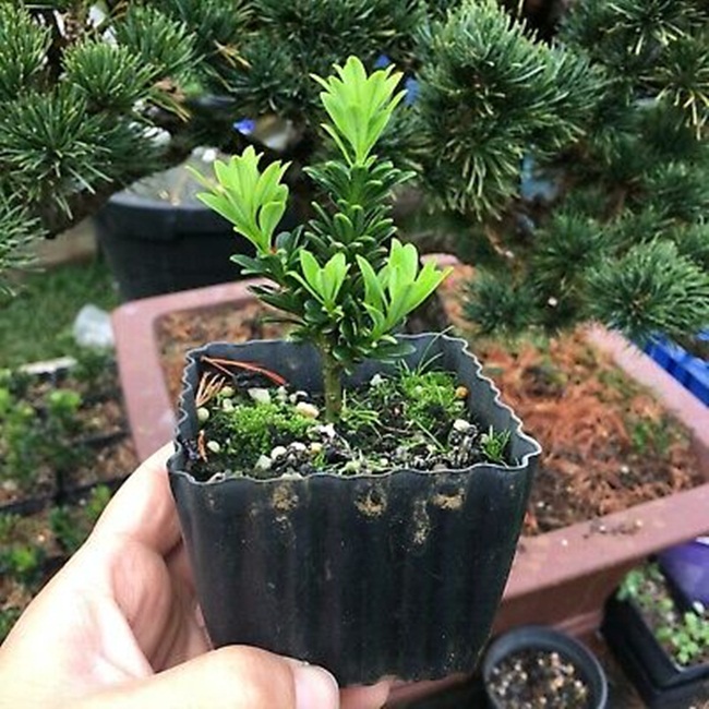 Cây vạn niên tùng có giá bán dao động từ 40.000 đồng - 5 triệu đồng &#40;tùy theo kích thước&#41;.