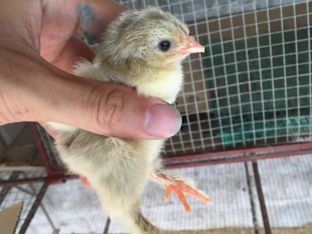 Thị trường - Tiêu dùng - Gần nửa triệu đồng 1 con gà "khổng lồ" mới nở, muốn mua phải đặt trước