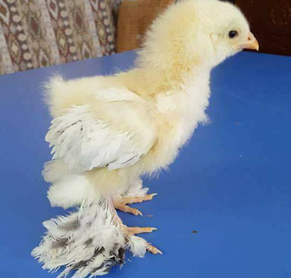 Những con gà con mới nở cũng được bán với giá lên đến 400.000 đồng/con.