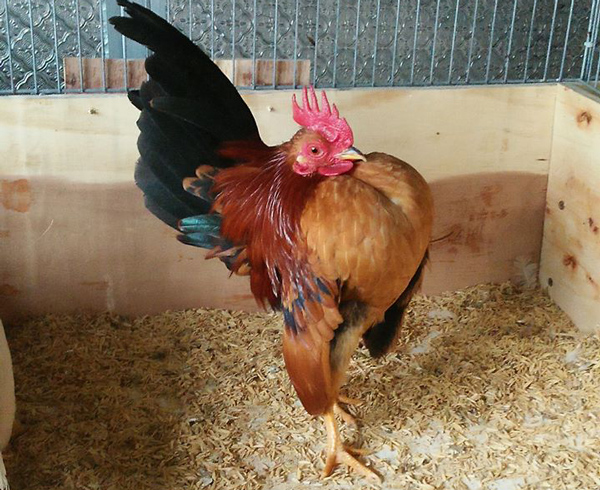 Loại gà này có thân hình khác lạ, không giống bất kỳ giống gà nào.