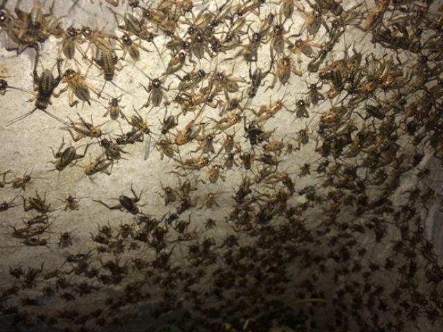 Thị trường - Tiêu dùng - Nuôi loài "chết yểu", nửa tháng đã đẻ, chỉ bán trứng cũng thu gần chục triệu/tuần