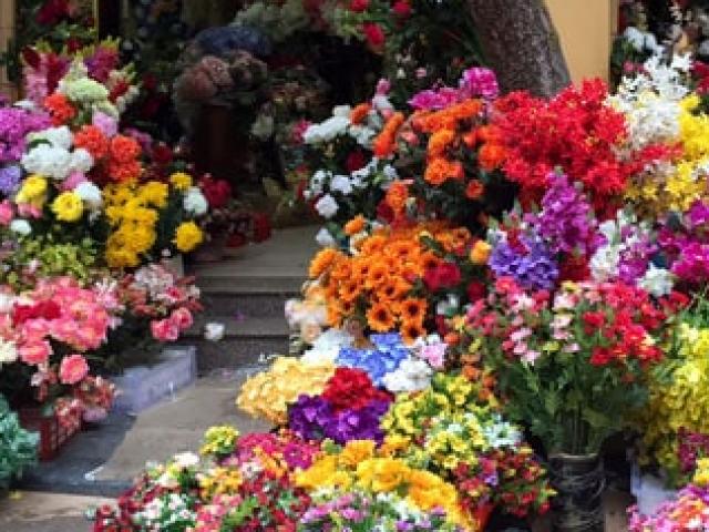 Thị trường - Tiêu dùng - Cây dại nước ngoài bỗng được đại gia Việt "săn đón" bỏ cả chục triệu rước về