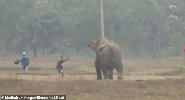 Người đàn ông vấp ngã khi đang bị con voi rừng truy đuổi